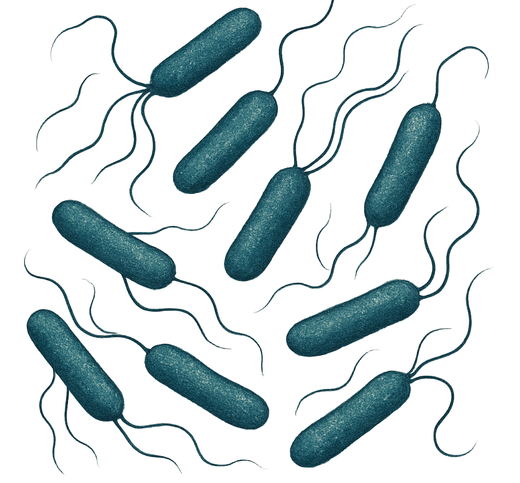 Antibiotic Medium Nº 8 USP